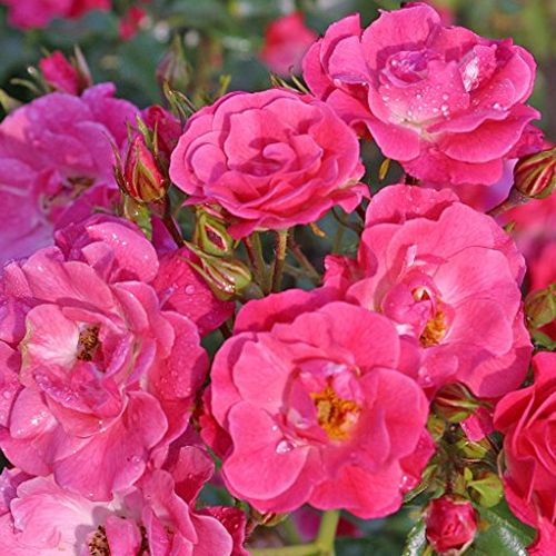 Záhonová ruža - floribunda - Ruža - Bad Wörishofen ® - 